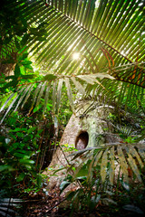 Tropic Jungle