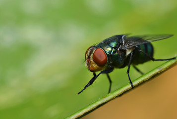 Housefly resting