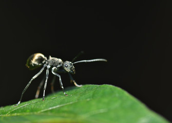 Black ant at night