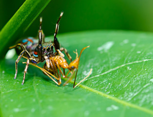 spider eating an ant
