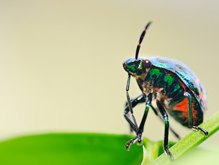 Colorful bug
