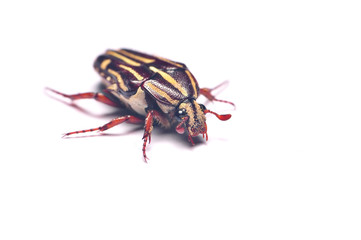 Bug isolated On White