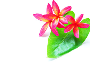 Red plumeria and green leaf
