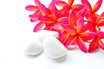 Red Plumeria And Stone