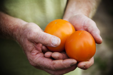 Man Holding Tomatoes