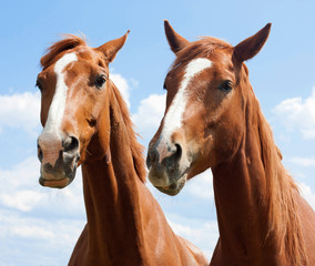 Horses portrait
