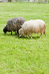 Obraz premium sheep on meadow, Bosnia and Hercegovina