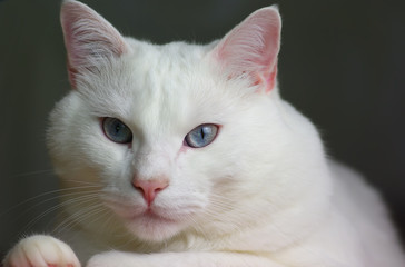 chat blanc magnifique