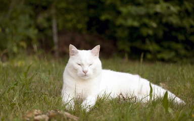 chat  blanc dans l'herbe