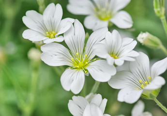 fleurs  blanches printanière