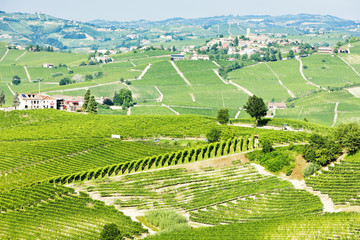 Fototapeta na wymiar vineyars pobliżu Barolo, Piemont, Włochy