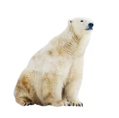 Crédence de cuisine en verre imprimé Ours polaire ours polaire. Isolé sur blanc