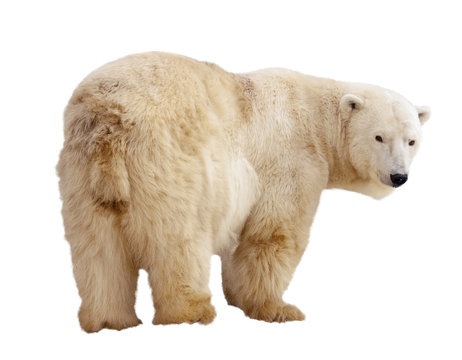 polar bear. Isolated over white