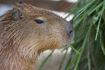 Capybara, capibara, carpincho, capincho
