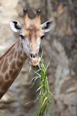 Close up shot of giraffe head
