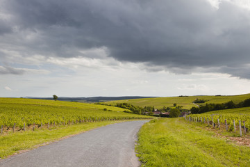 Sancerre vineyards