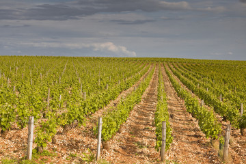 Fototapeta na wymiar Sancerre vineyards