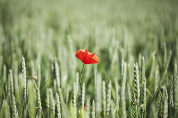 Red flower in wheat.