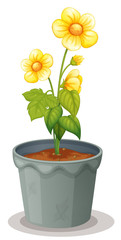 flower pot