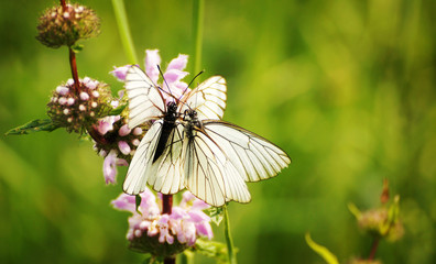 Two butterflies on the flower