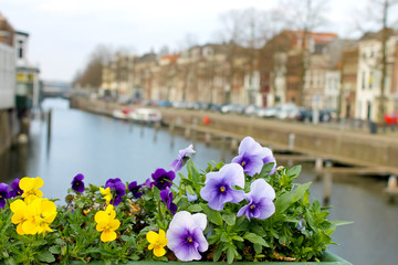 Fototapeta premium Flowers on the streets of Gorinchem. Netherlands