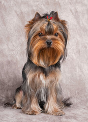 Nice Yorkshire Terrier