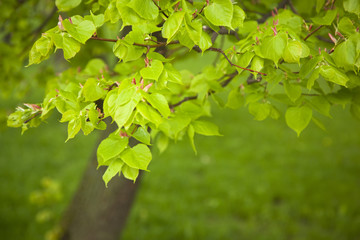 Fototapeta na wymiar Green leaves in spring day