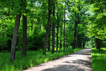 Promenade en forêt