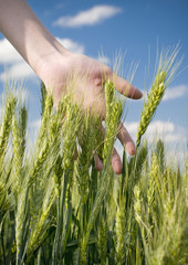 hand in a wheat field