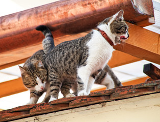 zwei Katzen auf einem Hausdach