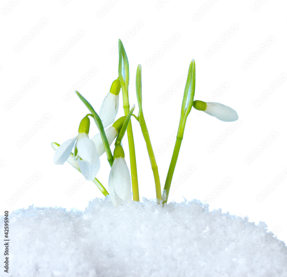 Poster beautiful snowdrops in snow on blue background