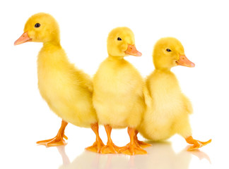 Three duckling isolated on white