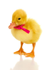 Duckling with ribbon isolated on white