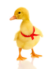 Duckling with ribbon isolated on white