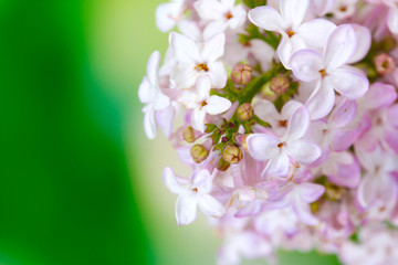 branch of pink lilac on green background  close-up