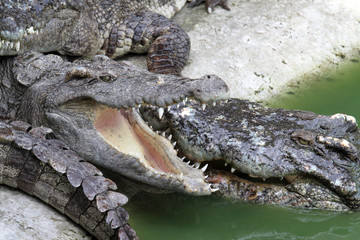 crocodile