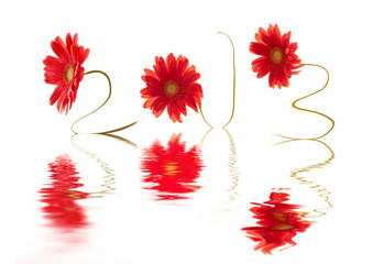 2013 gerberas rouges