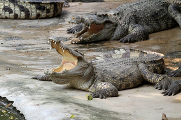 crocodile