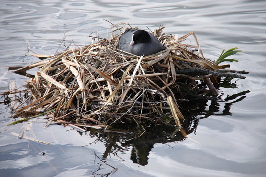 An Adult Coot Bird Nuturing Eggs in the Nest.