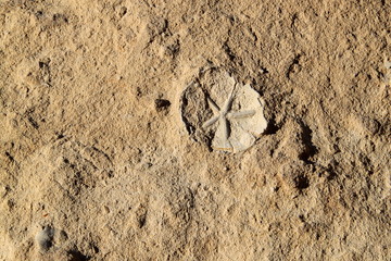 Fossile