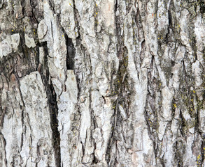 Tree bark texture.