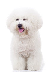 bichon frise puppy dog winking at the camera