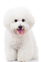 seated bichon frise puppy dog