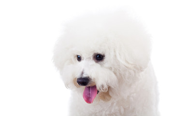 bichon frise puppy dog looking at something