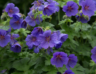 blue geranium johnsons blue