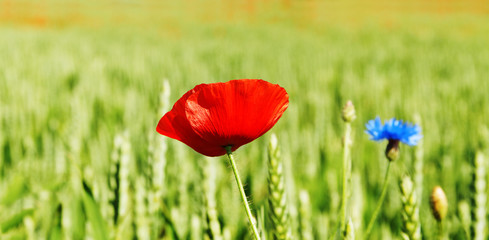 Weed flowers on the land.