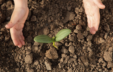 sprout in children hand