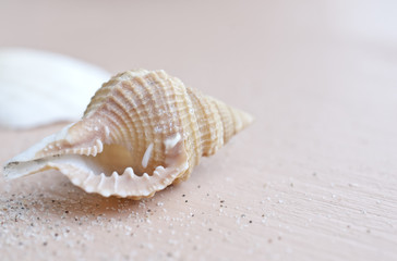 Schneckenhaus mit Sand auf rose lackiertem Holzsteg