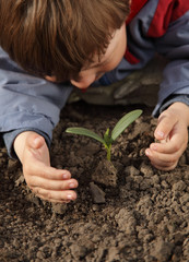 sprout in children hand