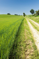 Road through the spring/summer countryside